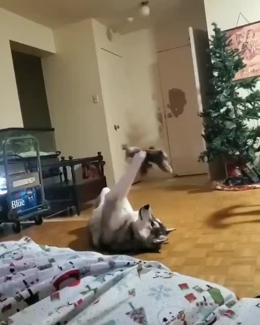 Cachorro brinca com urso de pelúcia