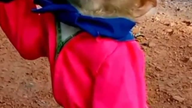 Baby Monkey Video | Funny Monkey Video