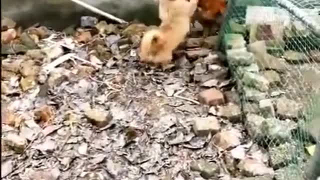 Chicken vs Dog fight of the year, funny animal fight.