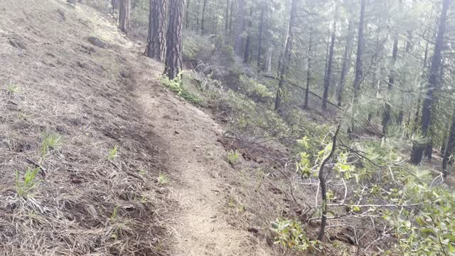 Hiking Steeply Up the Lower Forest Section – The Black Butte Trail – Central Oregon – 4K