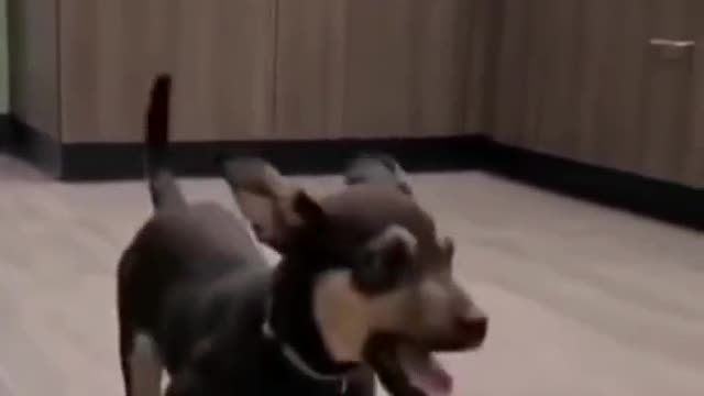 See how Cute Dog Dancing