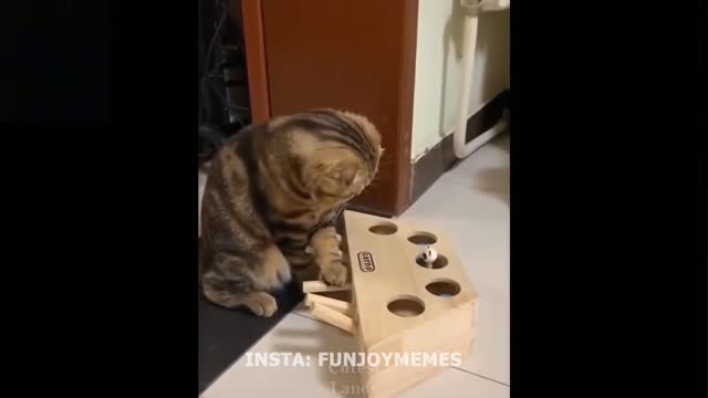 Cat found toy to play adorably unsure what to do with it