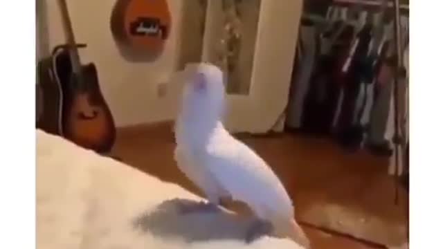 Funny parrot flexing😂😂😂