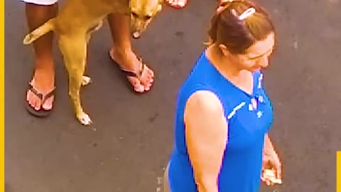 Dogs Sobs For Thier Owner