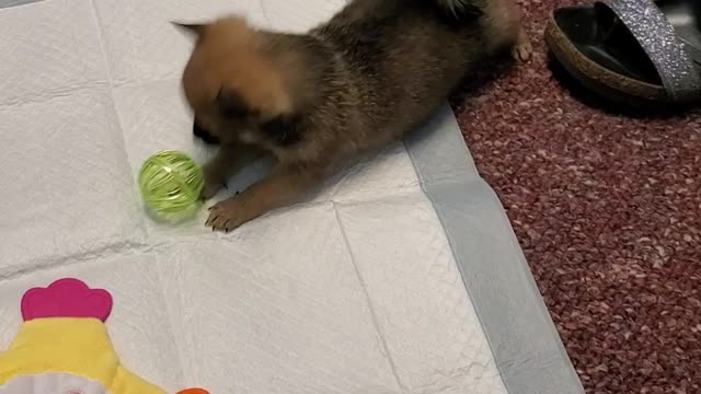 Pip plays for the 1st time