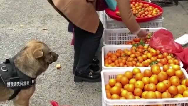 Funny Dog Goes To The Market