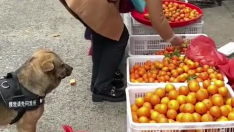 Funny Dog Goes To The Market