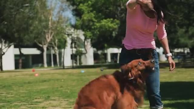 A dog playing with a girl