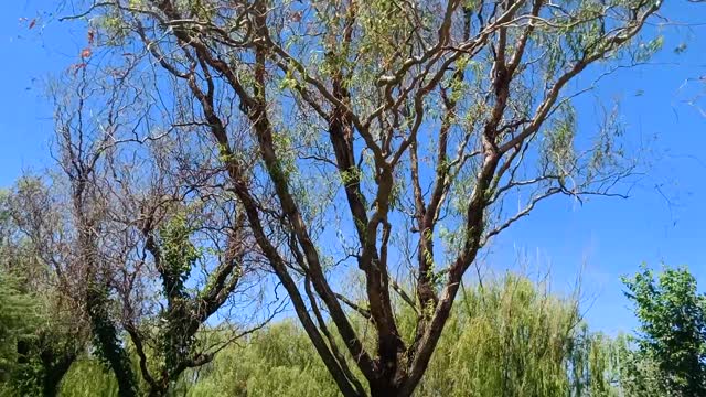 The willow tree hangs down and the scenery is very good