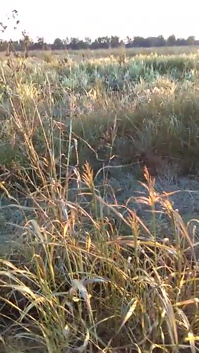 Walking Elsa and getting vitamin D