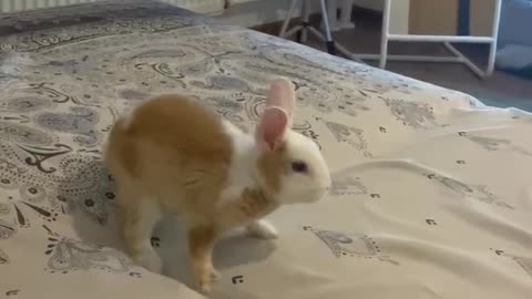 Energetic Bunny Has Bedtime Zoomies