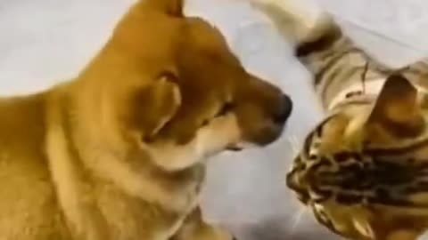 So funny cute dogs and cats Part 1`