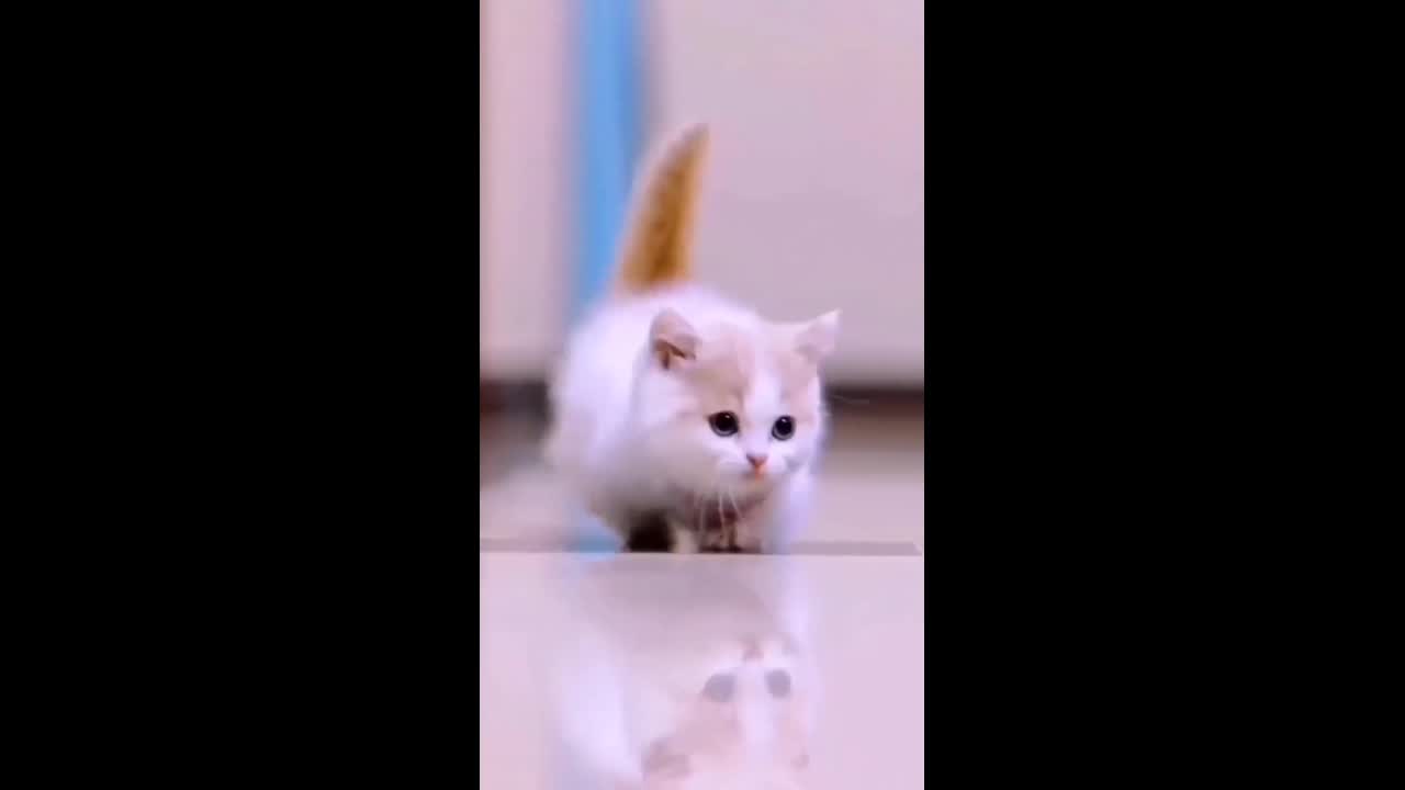 This Is The best Video of The kitten