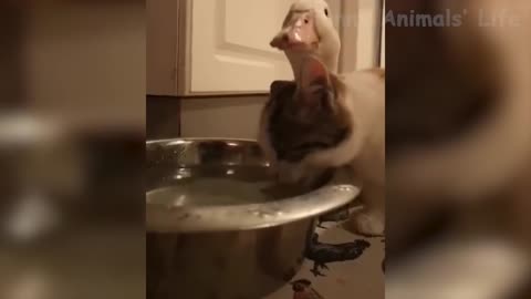 A Duck & Cat Share A Drink (Very Cute Friends)