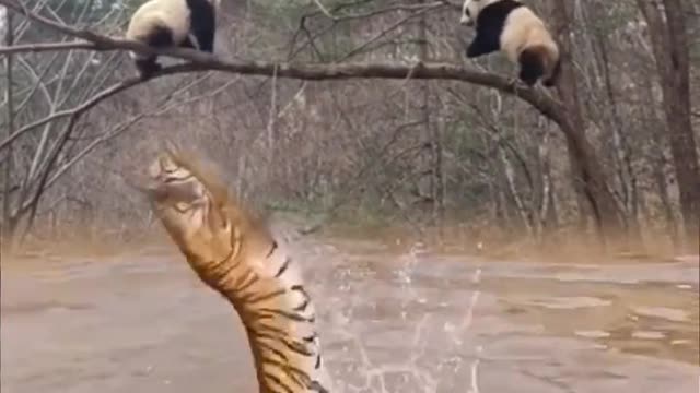 Extreme Fights Between Wild Animals