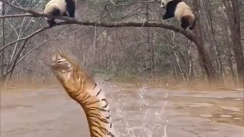 Extreme Fights Between Wild Animals