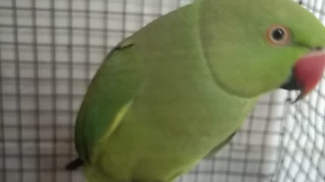 Mitthu talking parrot is angry