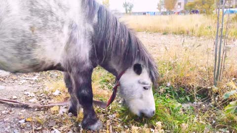 We met a little pony in the park.