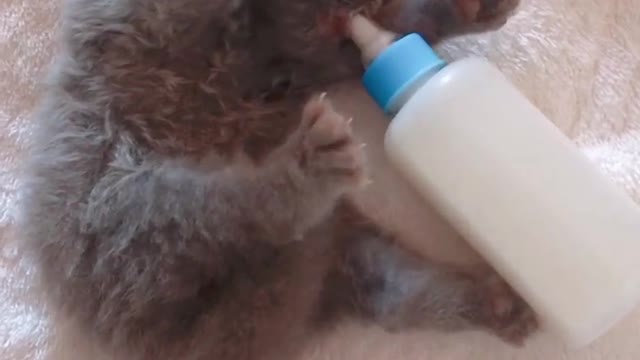 cat drinking milk