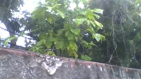 Pé de mamão é filmado em um terreno durante a chuva, os frutos estão verdes [Nature & Animals]