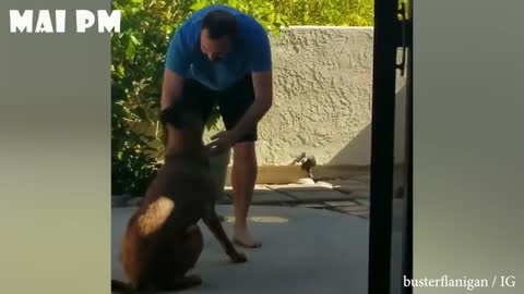 Dogs, the cutest thing and friendship.