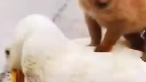 OMG So Cute Cats & Pets ♥ Best Funny #Sort Videos 2021| Cute Cats, Dog & Duck compilation Clips