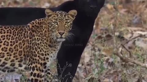 A leopard and a black panther were spotted together #shorts #shortvideo #video #virals #videoviral