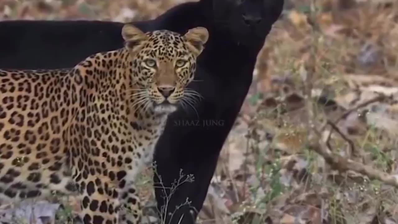 A leopard and a black panther were spotted together #shorts #shortvideo #video #virals #videoviral