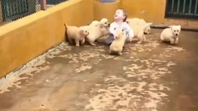 Puppy Attack, Run || Cute || Funny