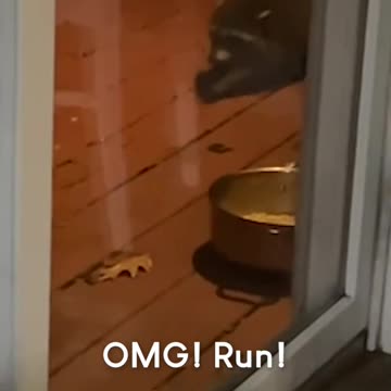 Funny Raccoon Chases Possum Away From Food!