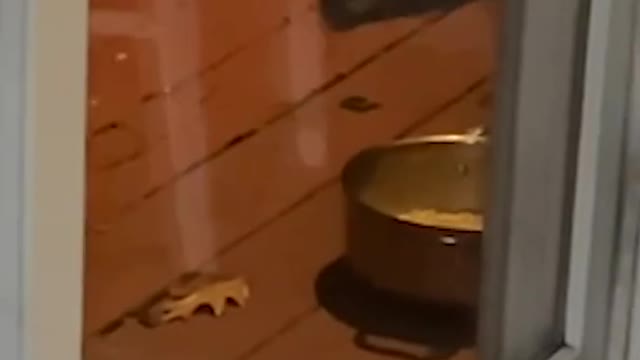 Funny Raccoon Chases Possum Away From Food!