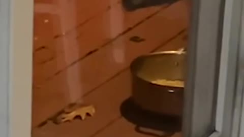 Funny Raccoon Chases Possum Away From Food!