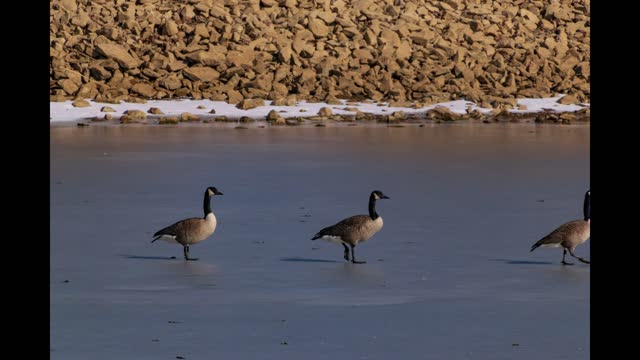 Gingerly Geese