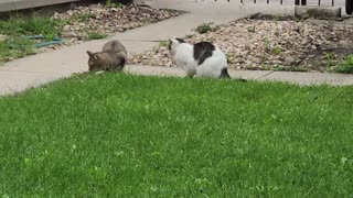 Coyote Cat Catches A Grasshopper