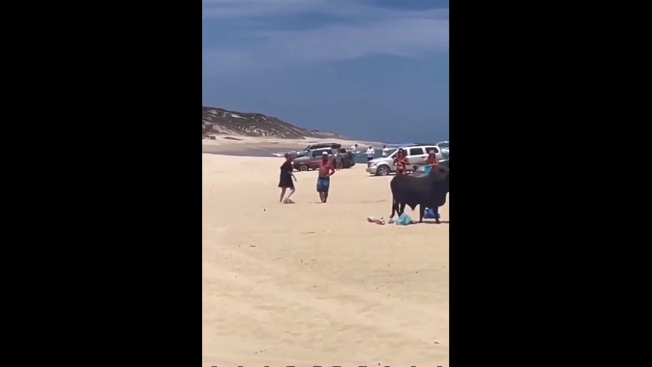 Tourist Attacked by Bull on Mexican Beach