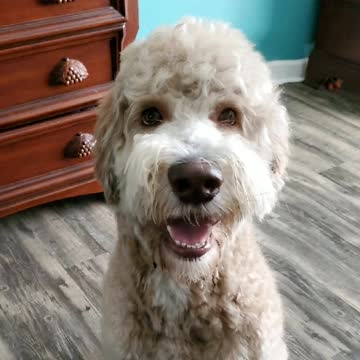 HARRY'S NEW HAIR CUT