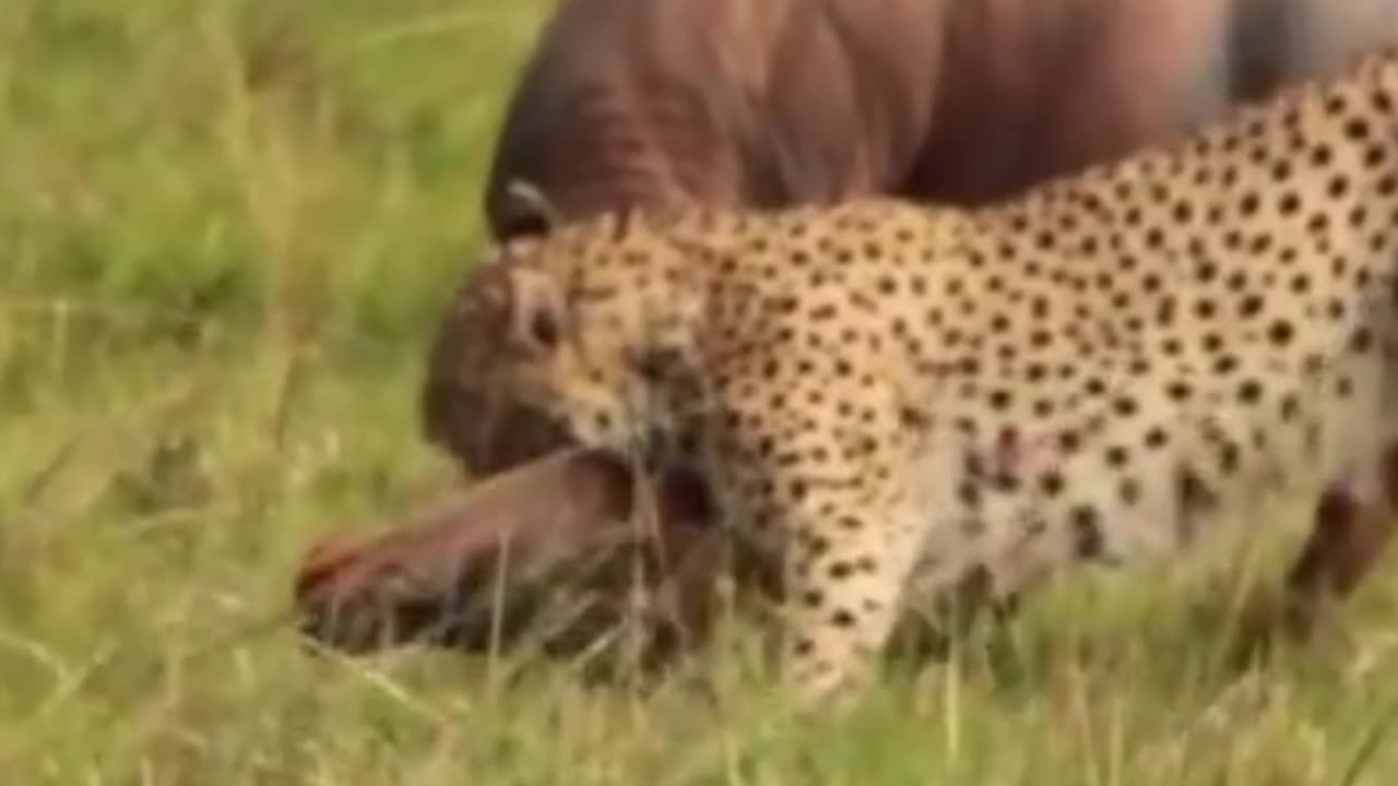 A cheetahs strength