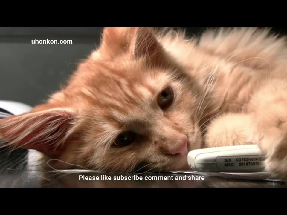 Cute Cat falling asleep at the sound of relaxing music and nature sound