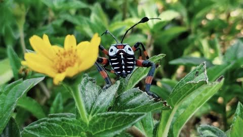 A black, white and orange bug near to a flower