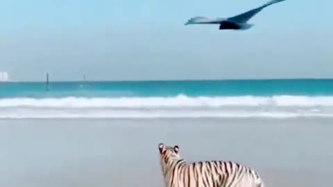 white tiger vs eagle kite