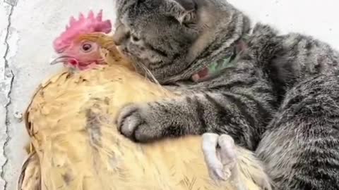 Big cat holding big cock