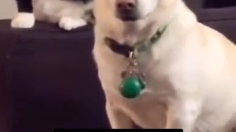 Don't mess with dog sometimes he very angry 2021