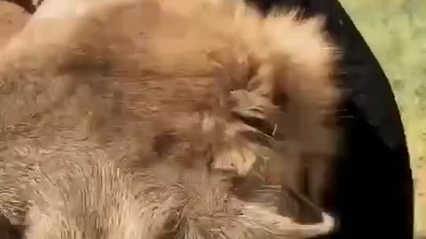 This is what kind of pet, but also obedient