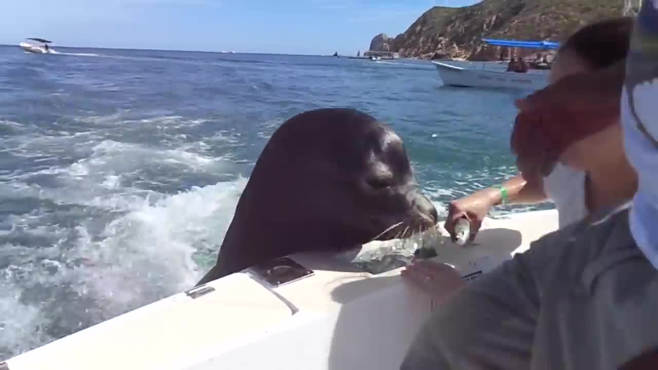 Feeding the sea lions!