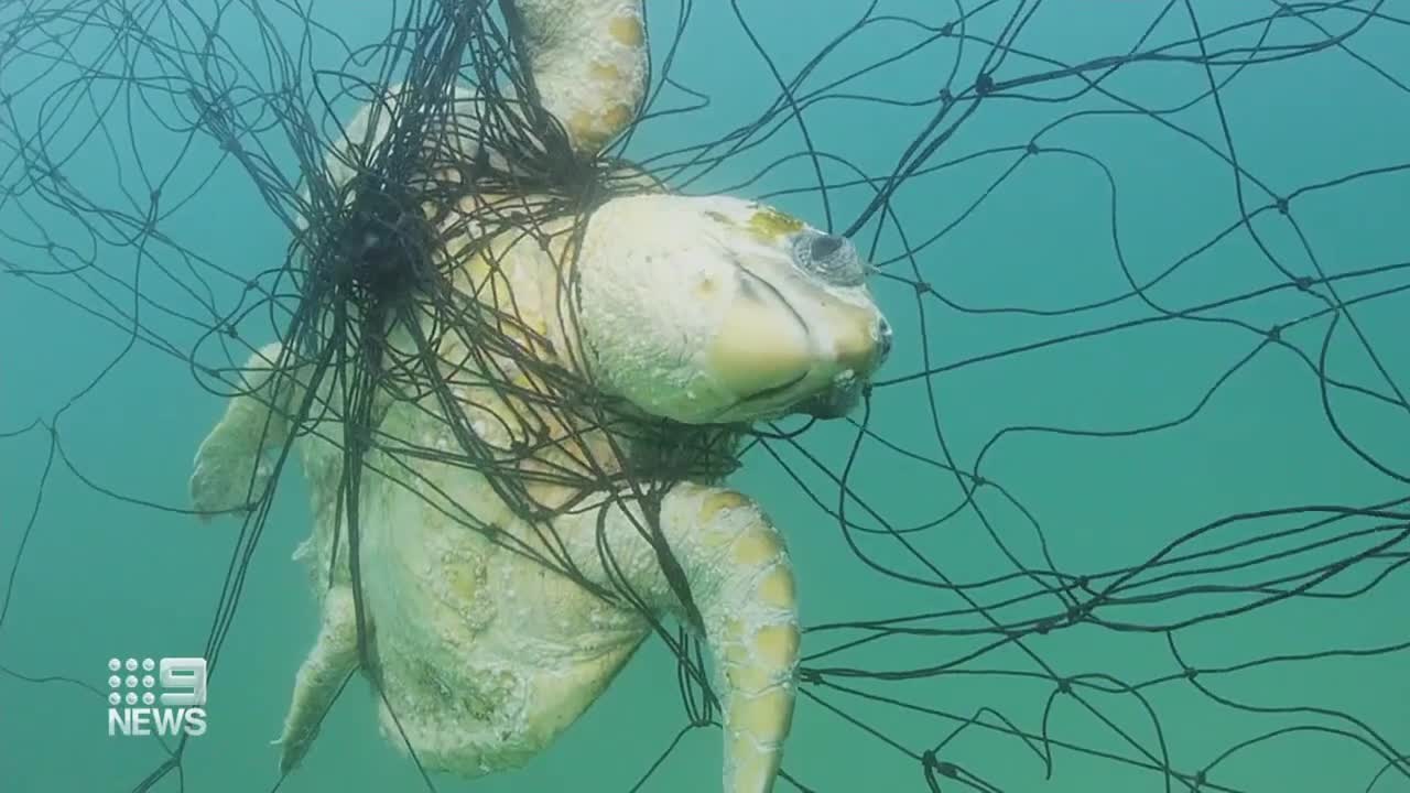 'It's unacceptable': Push to scrap shark nets from Australia's most famous beach