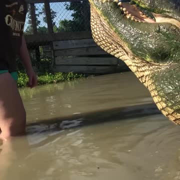 Biggest Alligator in Texas