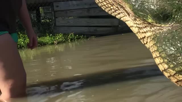 Biggest Alligator in Texas