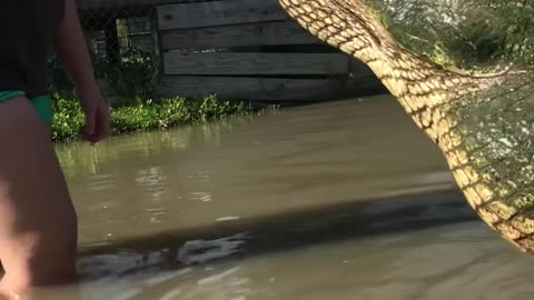 Biggest Alligator in Texas