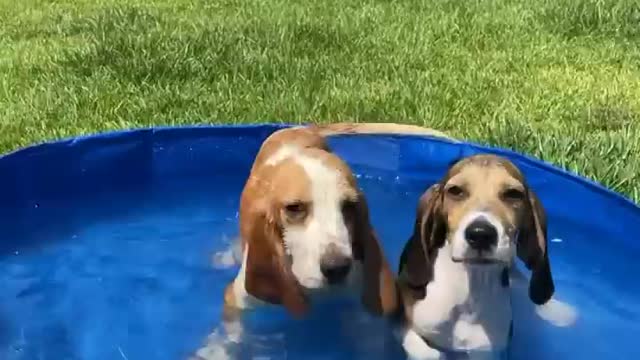 Pool party