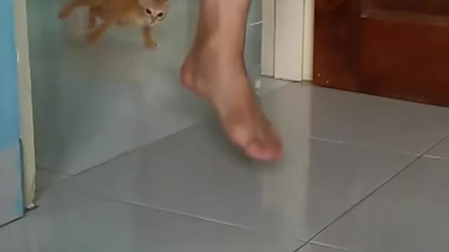 BABYCAT FAST AND FURIOUS SKILL
